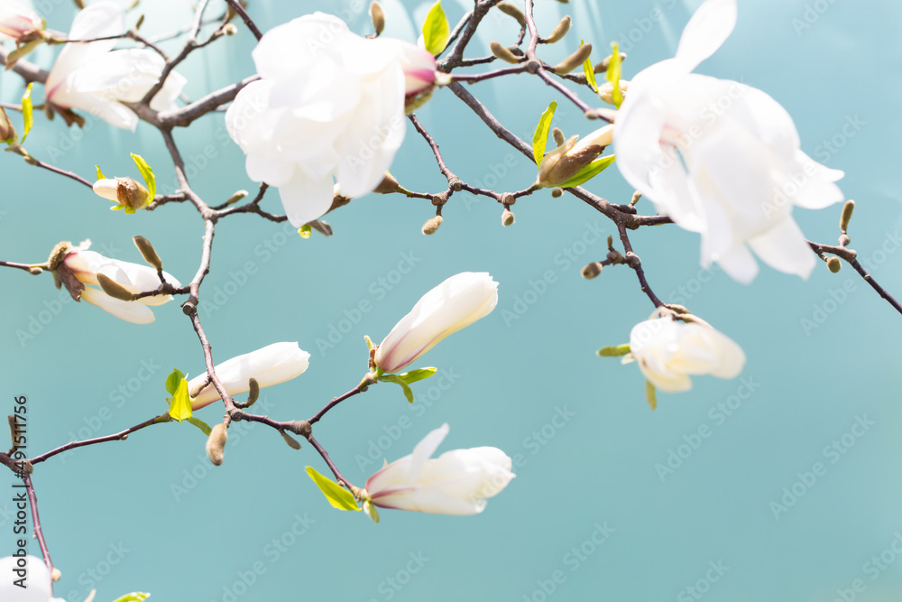 White magnolia on a blue background