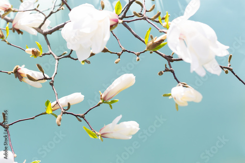 White magnolia on a blue background