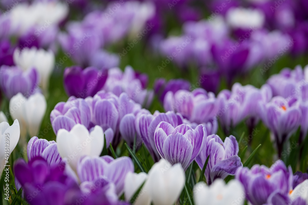 Purple and white crocuses in the grass. Photographed in springtime at a garden in Wisley near Woking in Surrey UK. Purple and white crocuses in the grass. Photographed in springtime at a garden in Wisley near Woking in Surrey UK.