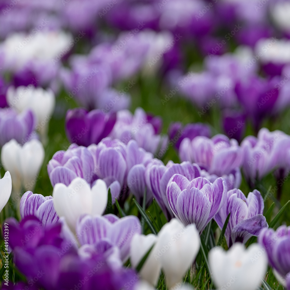 Purple and white crocuses in the grass. Photographed in springtime at a garden in Wisley near Woking in Surrey UK. Purple and white crocuses in the grass. Photographed in springtime at a garden in Wisley near Woking in Surrey UK.