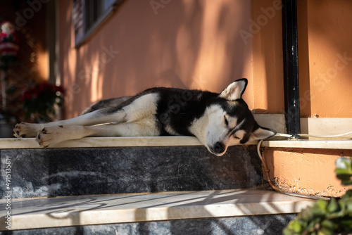 Portrait of Beautiful   female siberian husky dog  trying to sleep  with blur background