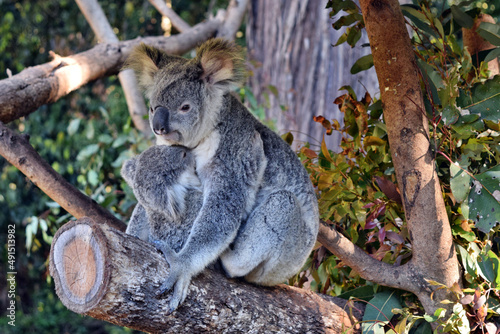Fototapeta Naklejka Na Ścianę i Meble -  Beautiful koala with baby sitting on the branch
