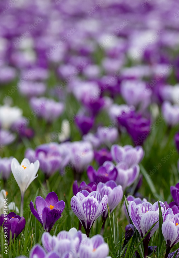 Obraz premium Purple and white crocuses in the grass. Photographed in springtime at a garden in Wisley near Woking in Surrey UK.