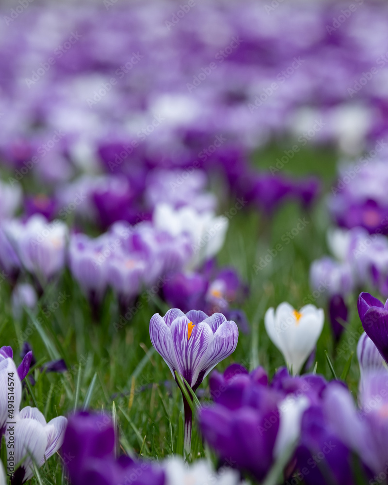 Purple and white crocuses in the grass. Photographed in springtime at a garden in Wisley near Woking in Surrey UK. Purple and white crocuses in the grass. Photographed in springtime at a garden in Wisley near Woking in Surrey UK.