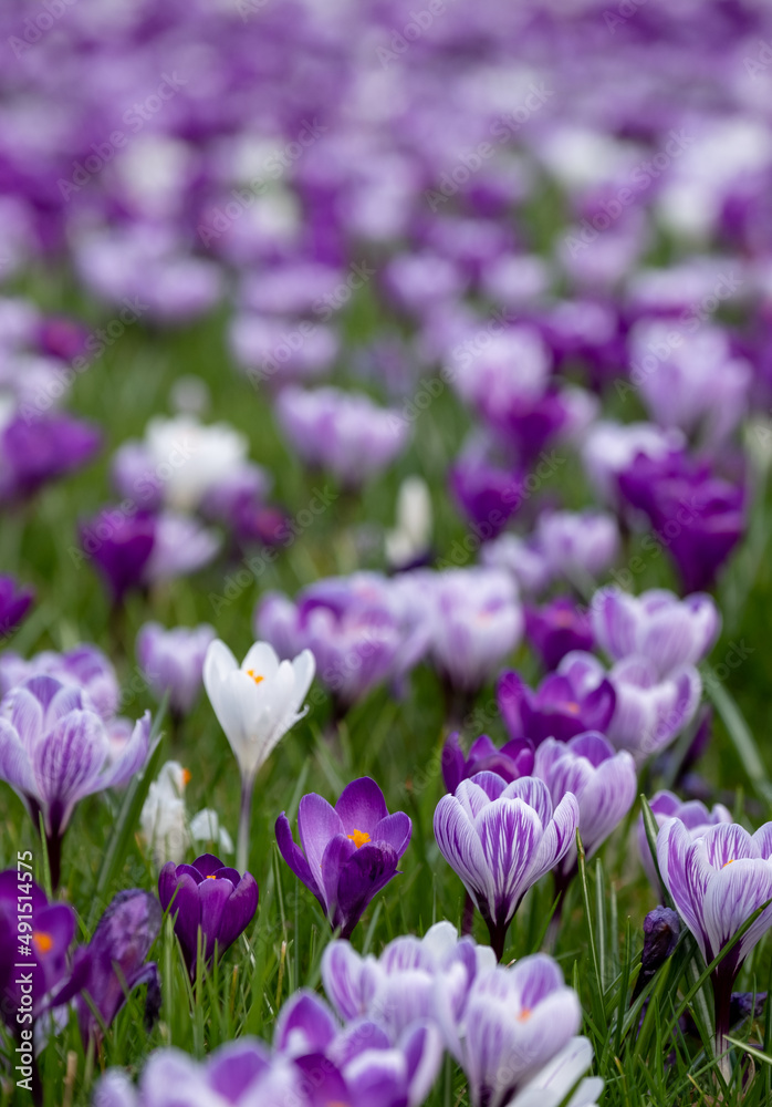 Purple and white crocuses in the grass. Photographed in springtime at a garden in Wisley near Woking in Surrey UK. Purple and white crocuses in the grass. Photographed in springtime at a garden in Wisley near Woking in Surrey UK.