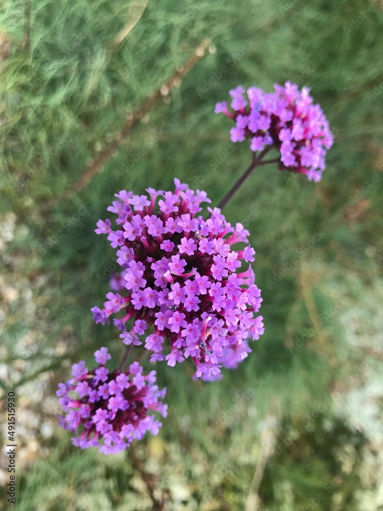 Verbena bonariensis
Eisenkraut Verbena bonariensis
Eisenkraut