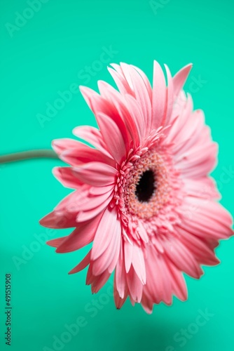 A genus of perennial herbs of the Aster family, or Compound flowers. There are several dozen species, most of which grow in Africa, some species are also found in tropical Asia.