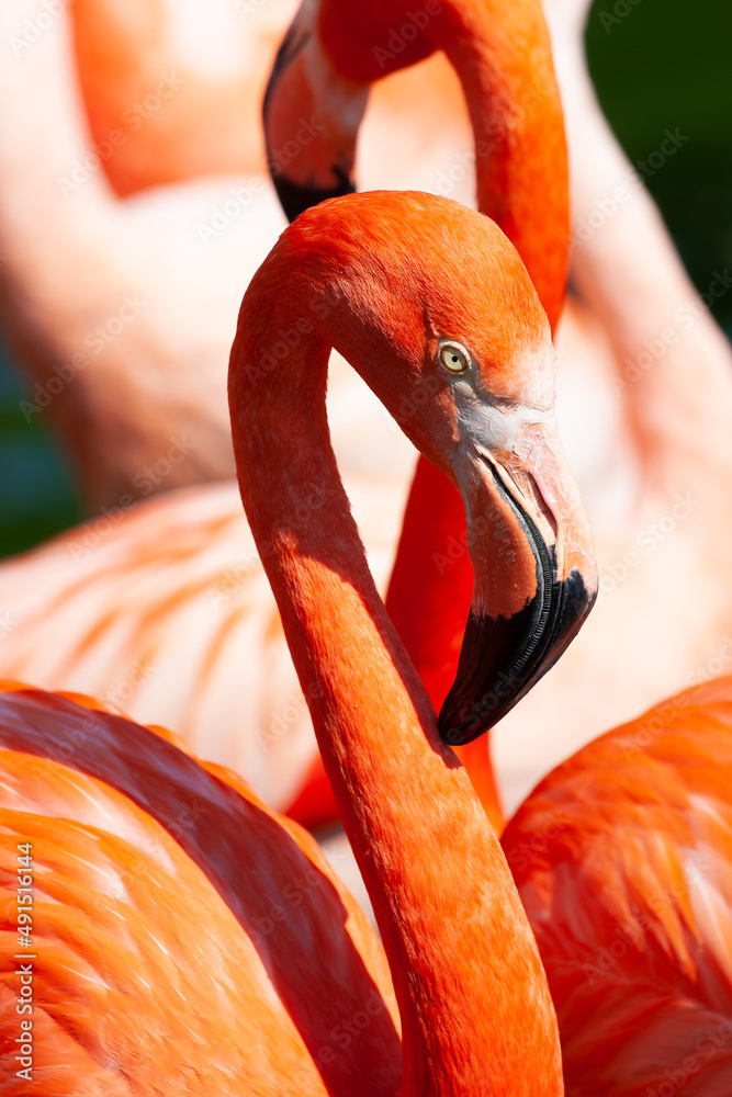 Obraz premium The pink or reddish color of flamingos comes from carotenoids in their diet of animal and plant plankton