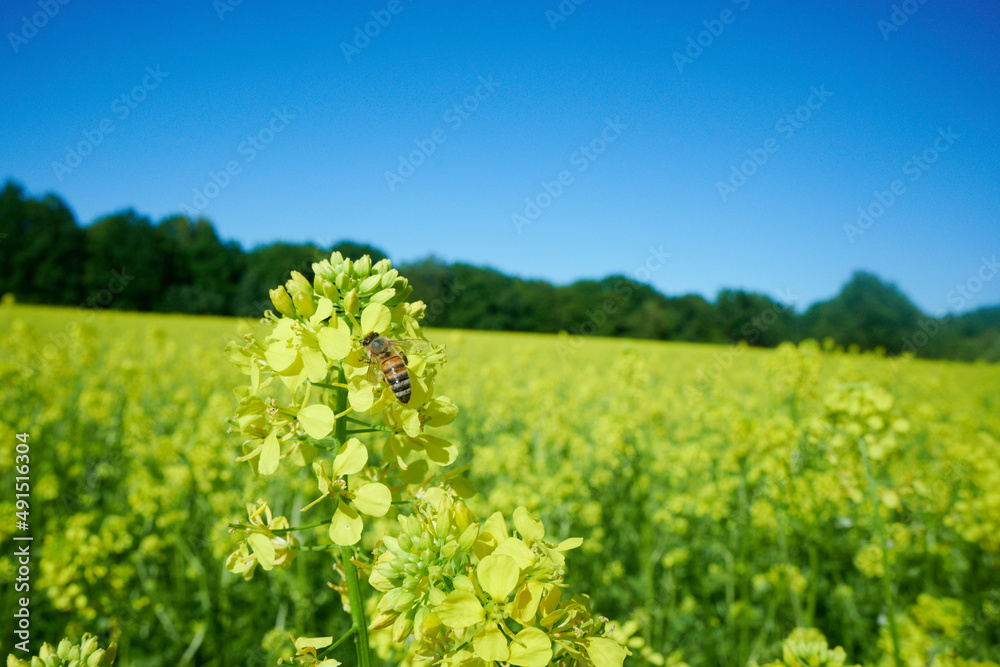 Pracowita pszczoła zbiera nektar z kwiatów rzepaku. Jaskrawożółte pole uprawne rzepaku, niebieskie niebo, zbliżenie, close-up. - obrazy, fototapety, plakaty 