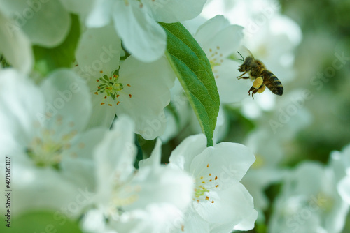 Pracowita pszczoła zbiera nektar z kwiatów jabłoni. Sad z drzewami jabłoni, białe kwiaty, zbliżenie, close-up.