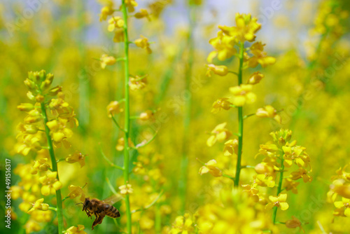 Pracowita pszczoła zbiera nektar z kwiatów rzepaku. Jaskrawożółte pole uprawne rzepaku, niebieskie niebo, zbliżenie, close-up.