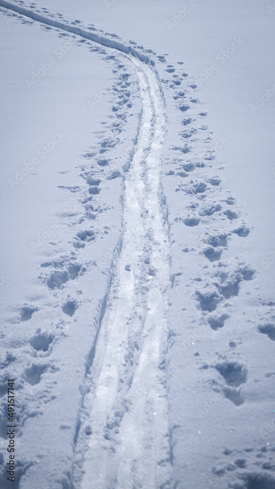 Obraz premium Ski touring tracks in powder snow on a beautiful winter day