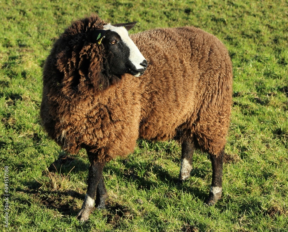Zwartble breed sheep in sunlight on farmland in rural Ireland Zwartble breed sheep in sunlight on farmland in rural Ireland