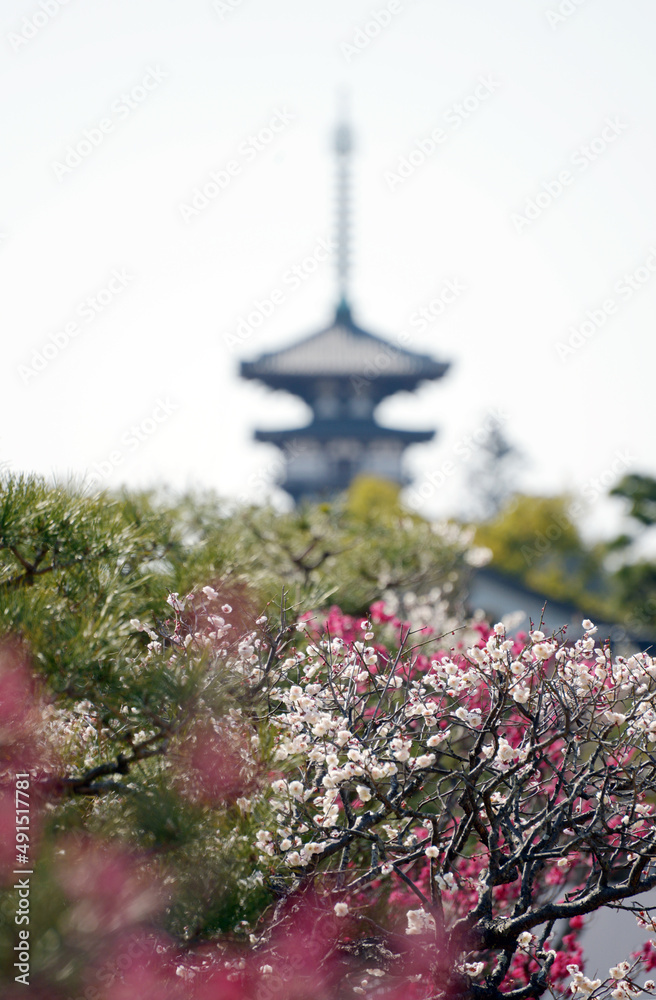 薬師寺　梅の花と西塔　奈良市西ノ京町