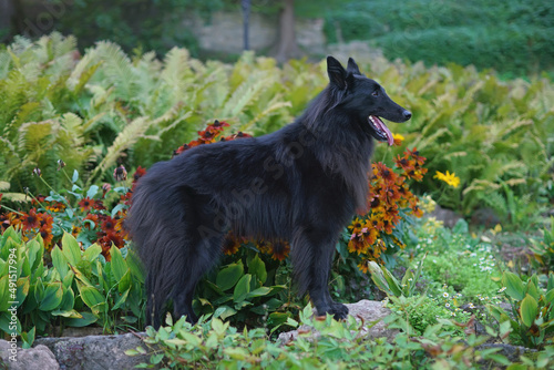 Young Belgian Shepherd dog Groenendael posing outdoors standing on a stone in a blooming garden in summer