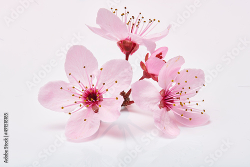 Three pink cherry blossom flowers on clean background. Three almond blossom or sakura flowers macro isolated.