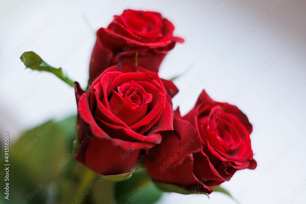 Close up of three red roses with white background Close up of three red roses with white background