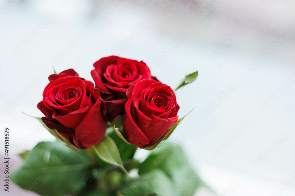 Close up of three red roses with white background Close up of three red roses with white background