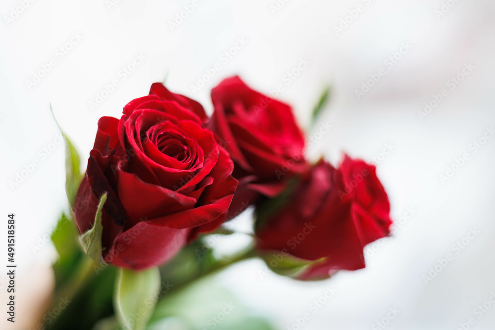 Close up of three red roses with white background