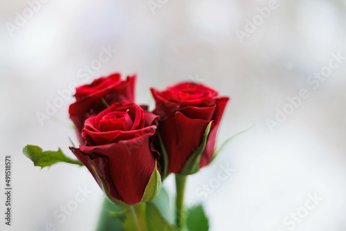 Close up of three red roses with white background