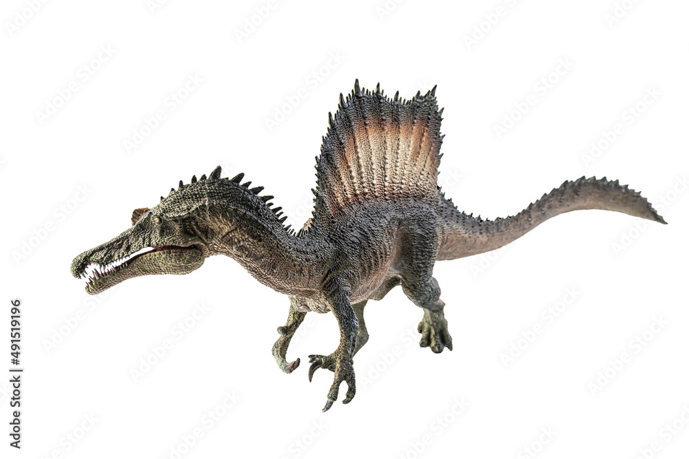 Obraz premium Spinosaurus , dinosaur on white background .