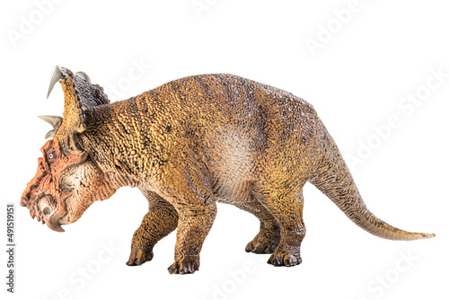 Fototapeta Naklejka Na Ścianę i Meble -  Pachyrhinosaurus  , dinosaur on white background .