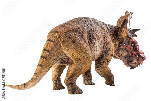 Fototapeta Naklejka Na Ścianę i Meble -  Pachyrhinosaurus  , dinosaur on white background .