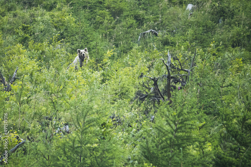 bear from the Chochołowska valley in the Western Tatras