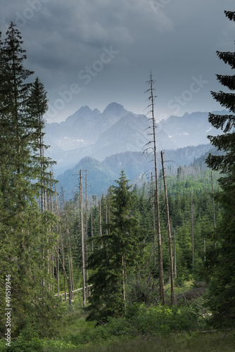Fototapeta Naklejka Na Ścianę i Meble -  forest in the mountains