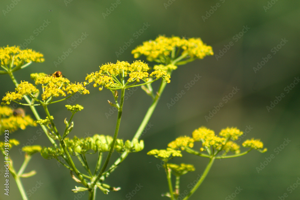 Fototapeta premium Parsnip in bloom closeup view with green blurred plants on background