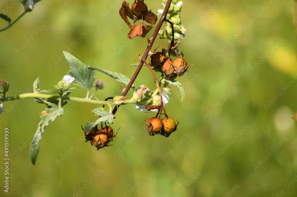 Dried dog rose seeds closeup view with green blurred background Dried dog rose seeds closeup view with green blurred background