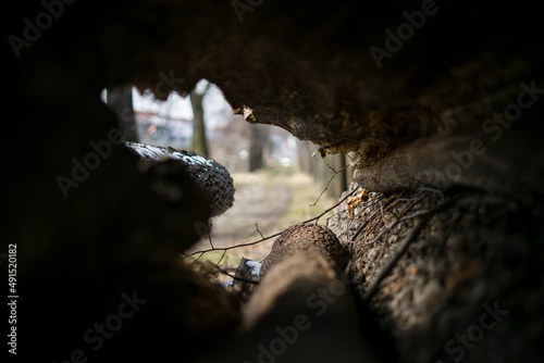 Inside of a tree trunk.