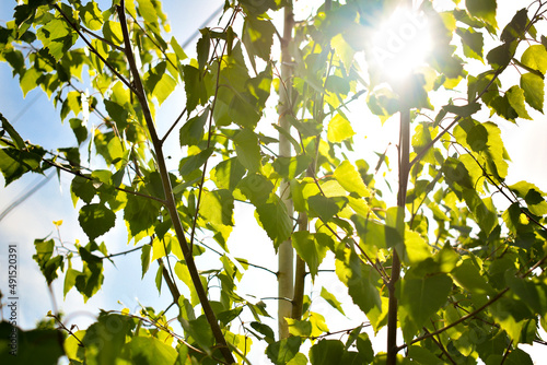 Scenic low angle bottomn view of green birch tree leaves in home backyard garden with backlit sun lights behind background. Gardening watering nature landscaping design concept photo