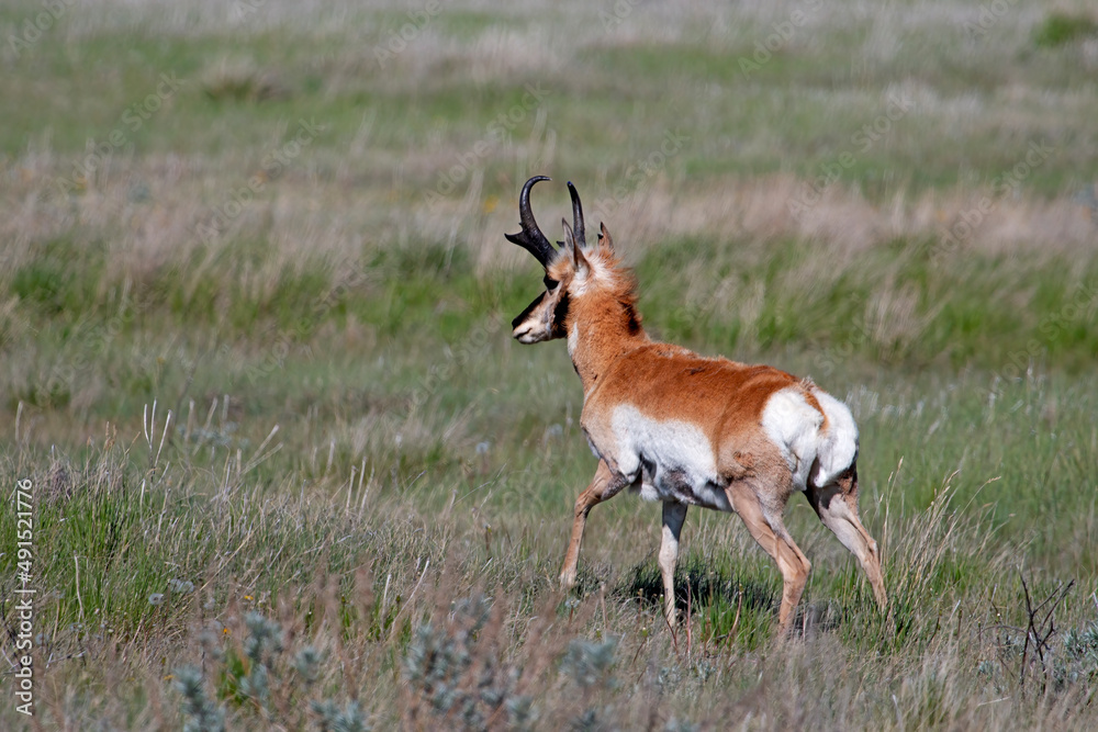 Pronghorn male Pronghorn male