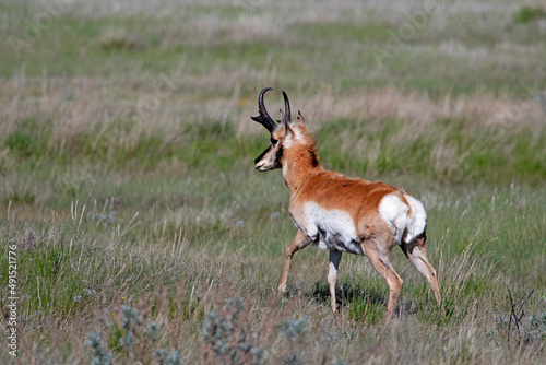 Pronghorn male photo