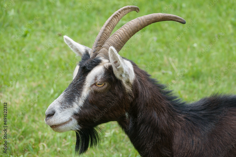 Ziege