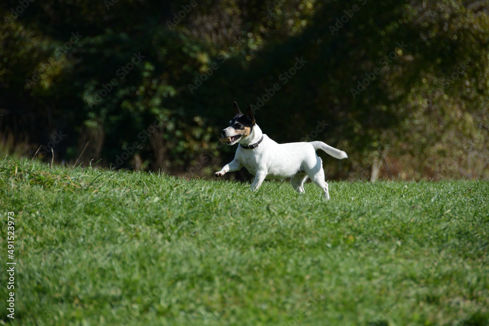 jack russell terrier running