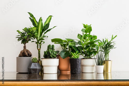 Group of potted plants on wooden table.