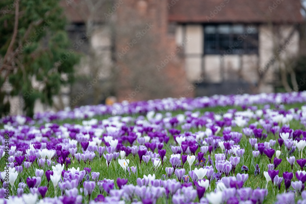 Purple and white crocuses in the grass. Photographed in springtime at a garden in Wisley near Woking in Surrey UK. Purple and white crocuses in the grass. Photographed in springtime at a garden in Wisley near Woking in Surrey UK.