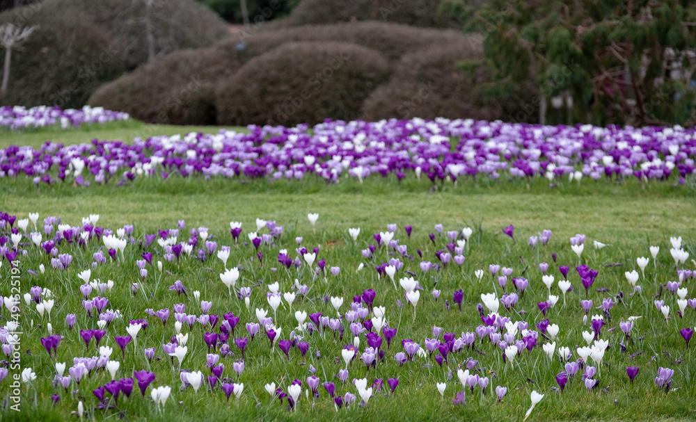 Naklejka premium Purple and white crocuses in the grass. Photographed in springtime at a garden in Wisley near Woking in Surrey UK.