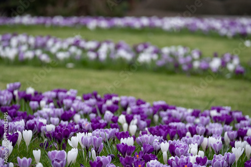 Wallpaper Mural Purple and white crocuses in the grass. Photographed in springtime at a garden in Wisley near Woking in Surrey UK. Torontodigital.ca