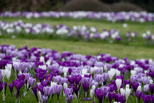 Purple and white crocuses in the grass. Photographed in springtime at a garden in Wisley near Woking in Surrey UK.