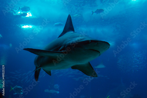 Shark tank, underwater predator. Scary shark. Ocean top predators.  © Vtor