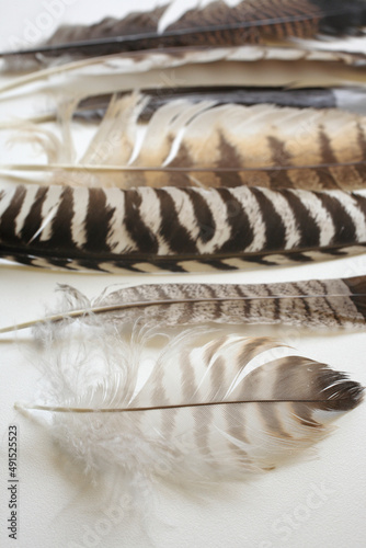 close up feathers