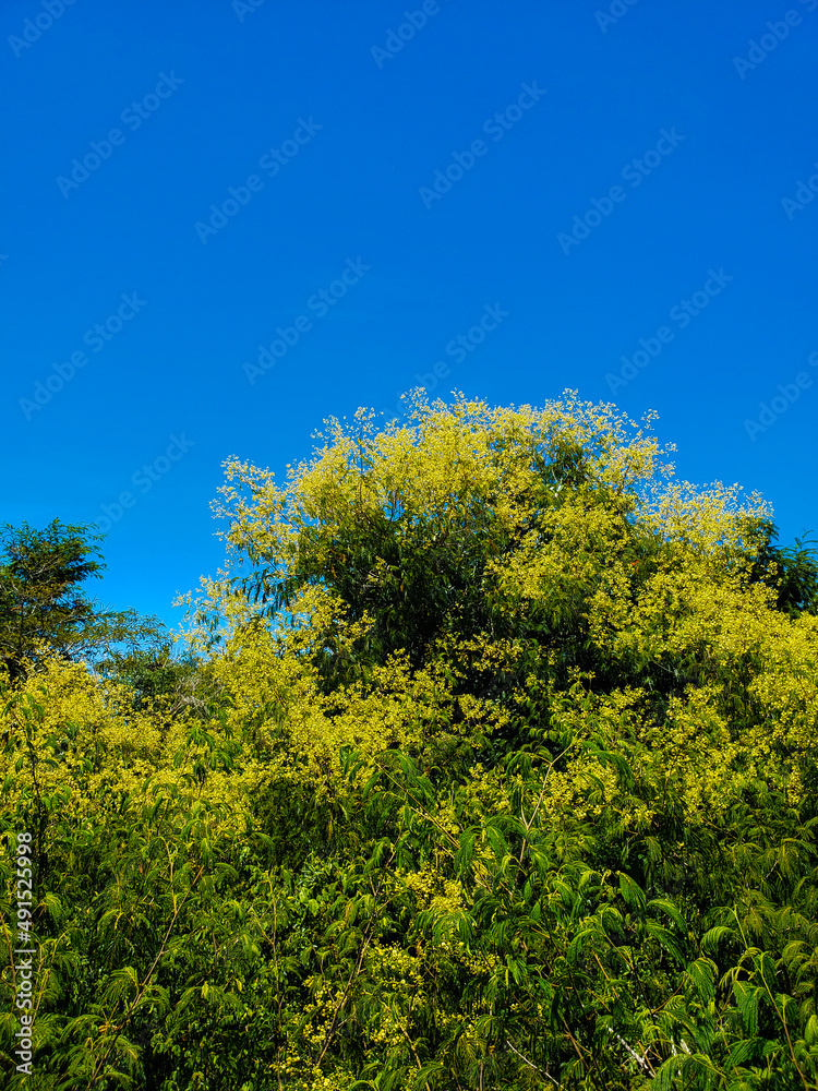 trees in the park