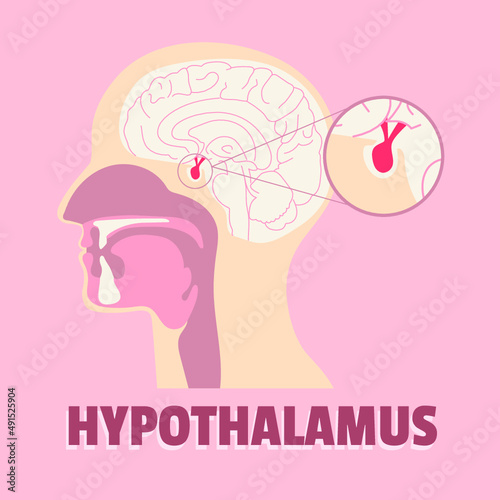 Illustrative concept of hypothalamus, hypothalamus system vector, neural system vector