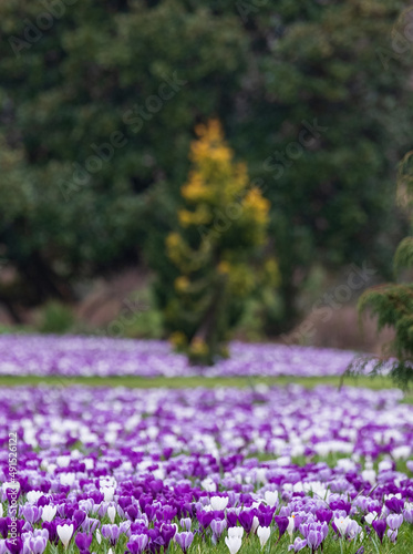 Purple and white crocuses in the grass. Photographed in springtime at a garden in Wisley near Woking in Surrey UK.