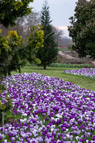 Purple and white crocuses in the grass. Photographed in springtime at a garden in Wisley near Woking in Surrey UK.