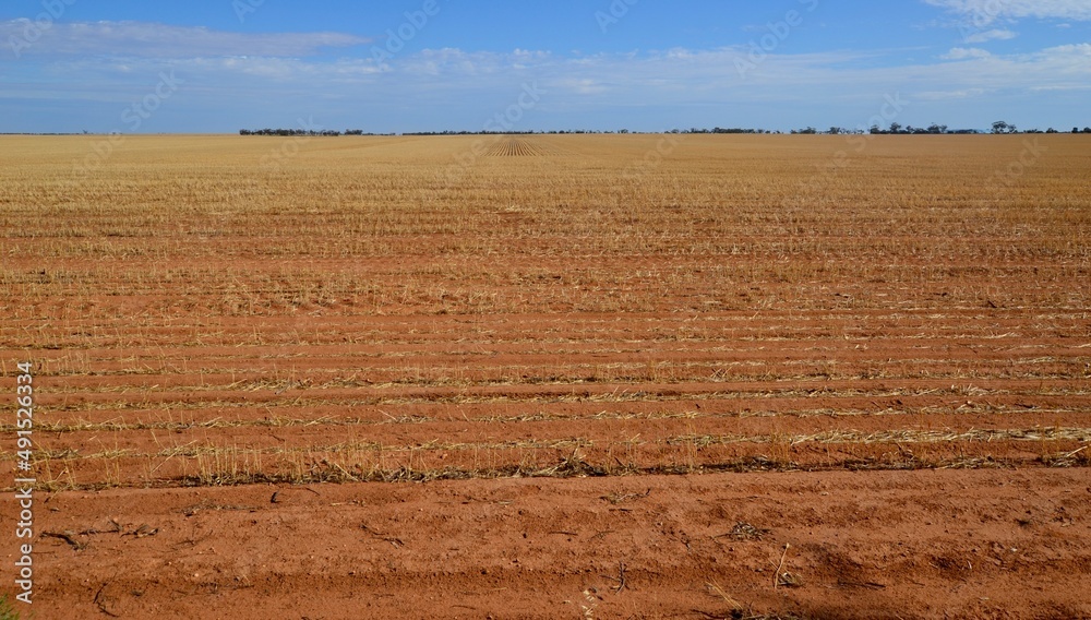 Dry dusty wheat field after harvest