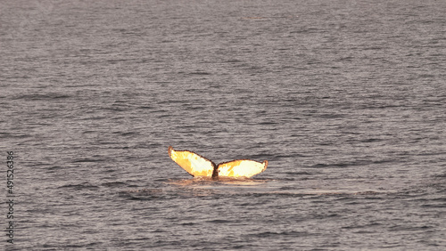 Humpback whale diving,Megaptera novaeangliae,Antártica. photo